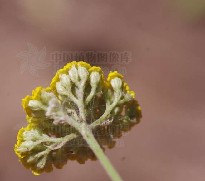  p data-id="tbjnjjfnjmnz">凤尾蓍是菊科蓍草属宿根性草本植物.