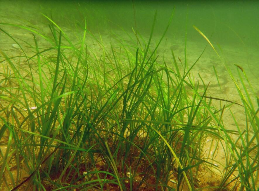  p>大叶藻(学名: i>zostera marina  /i>l.