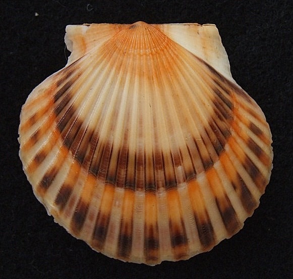 海湾扇贝