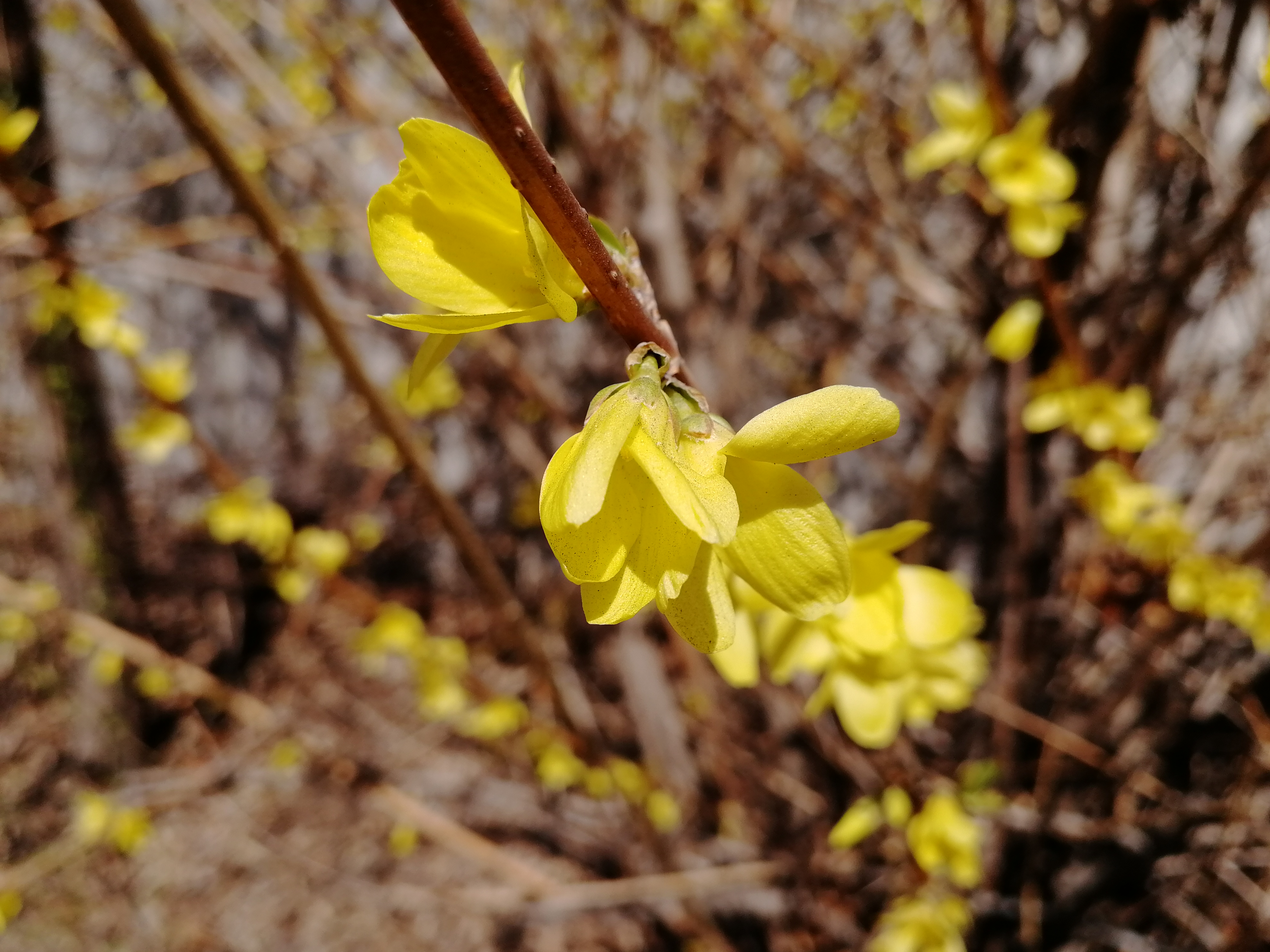  p>花卉,是具有观赏价值的草本植物,是用来描绘欣赏的植物的统称,喜阳