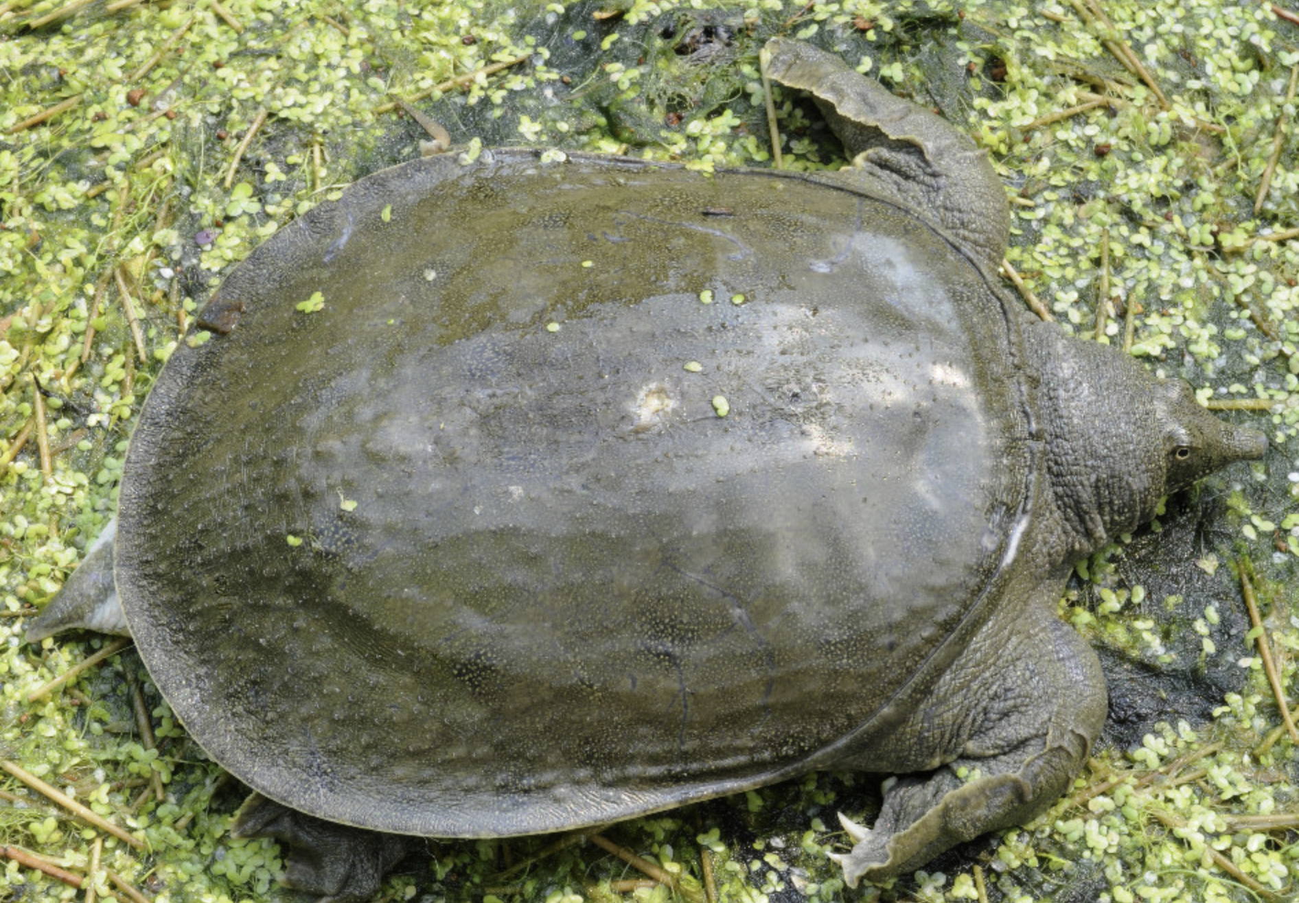  p>鳖(学名: i>pelodiscus sinensis /i>)是鳖科,鳖属动物.