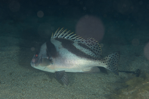  p>花尾胡椒鲷(学名: i>plectorhinchus cinctus /i>)是石鲈科,胡椒鲷