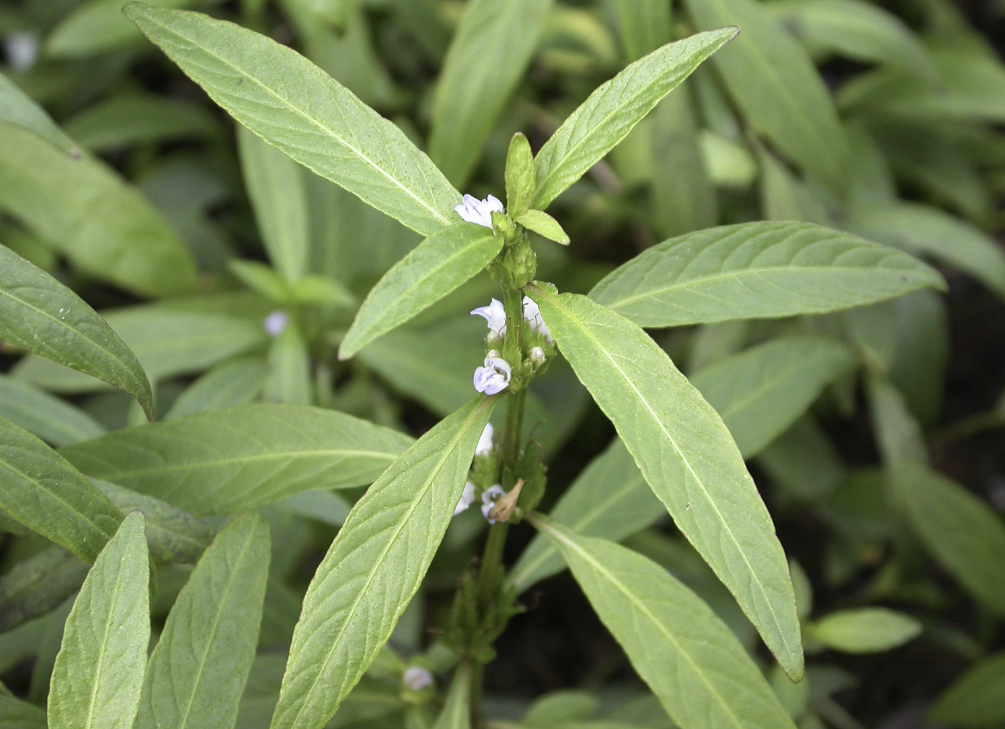 水茴香 全网资源