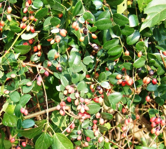  p data-id="tzr5msys9lrb">铁包金( i>berchemia lineata /i> (l.