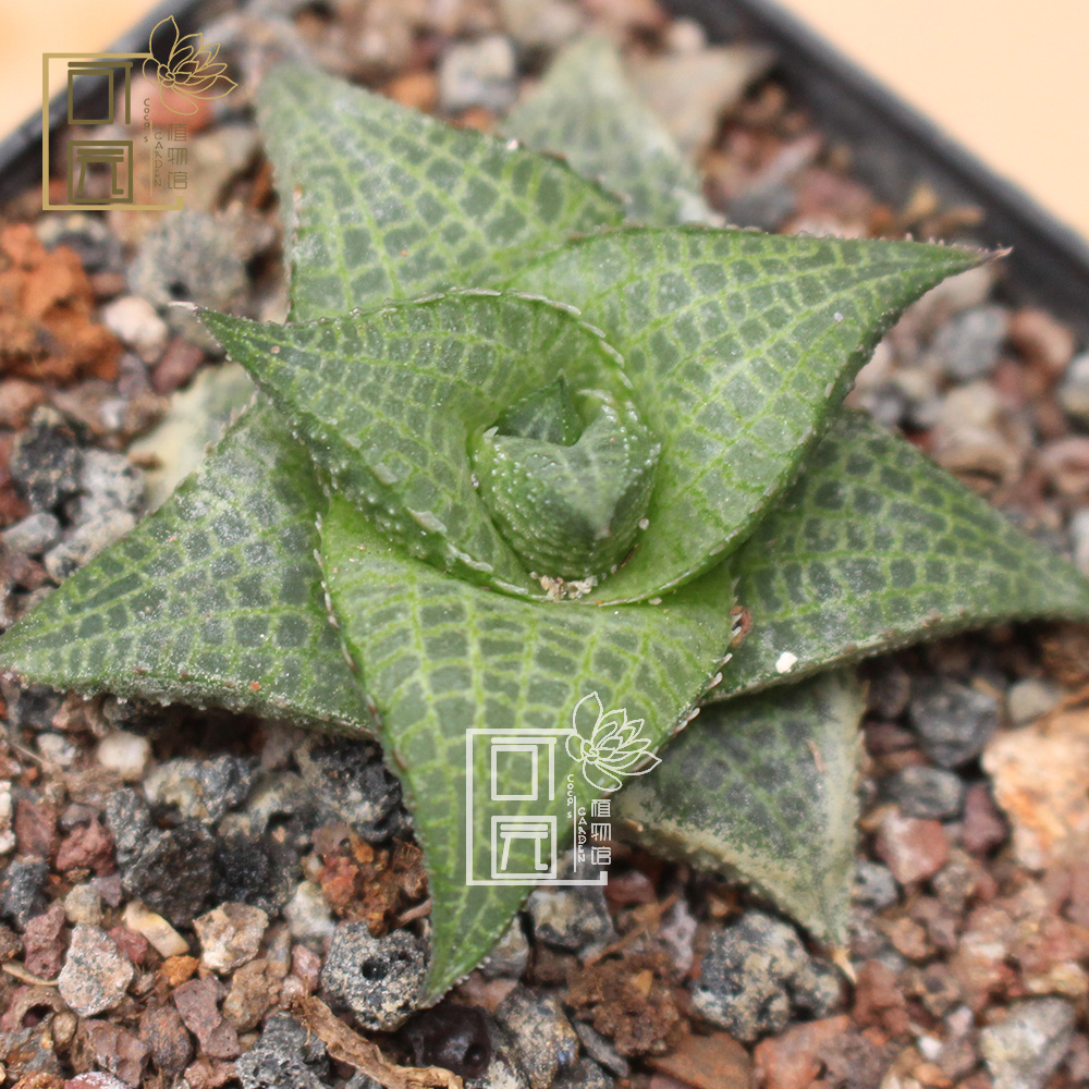 rowley)又名蛇皮掌,是 a target="_blank" href="/item/阿福花科">