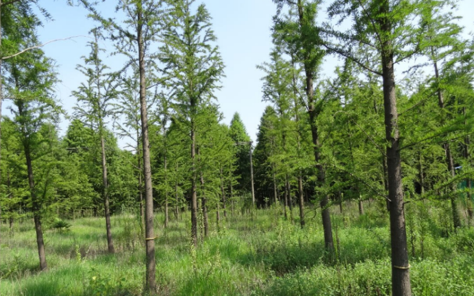 中山杉：沿海绿化的植物“新星”_百科TA说