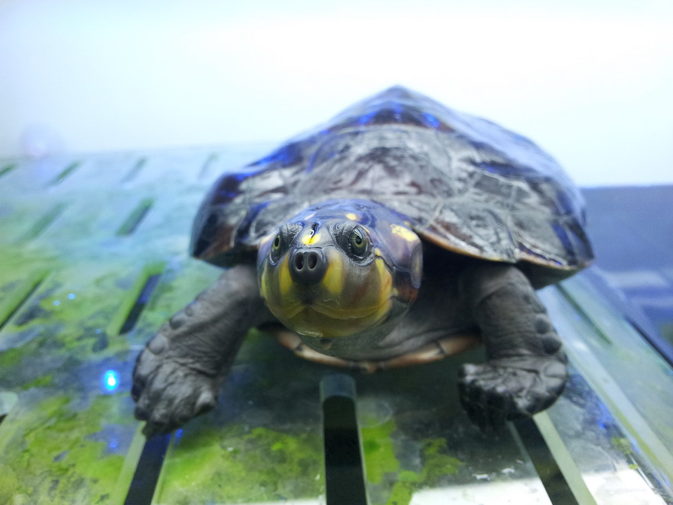 颈龟(学名: i>podocnemis unifilis /i>)是侧颈龟科,南美侧颈龟属动物