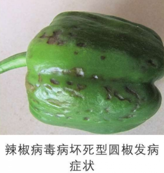" href="/item/辣椒/48496" data-lemmaid="48496">辣椒 /a>的病害