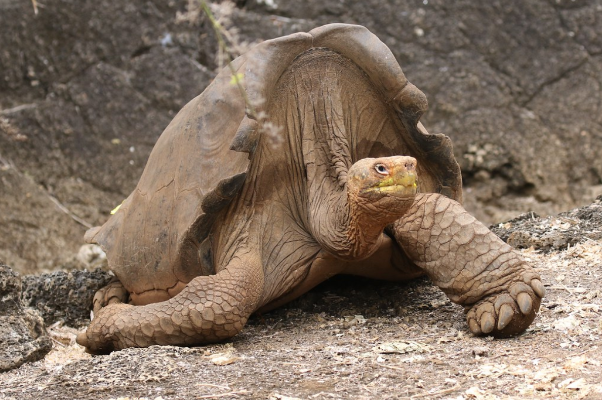 geochelone elephantopus galapagoensis