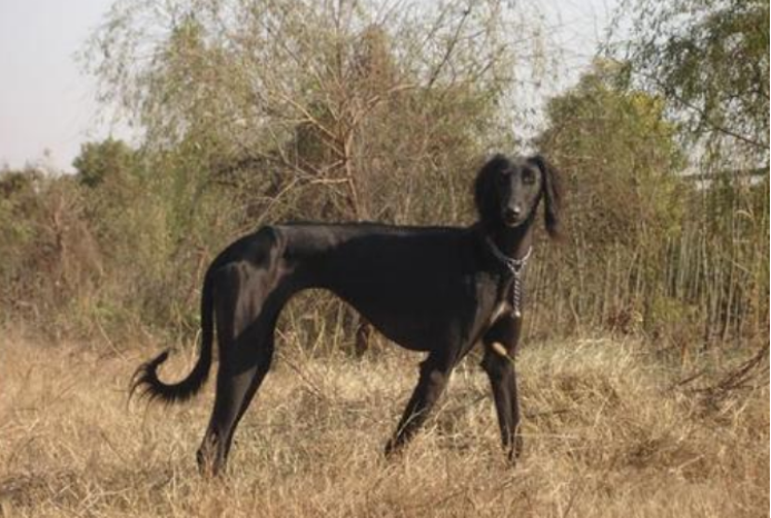 闻名的东方猎犬：山东细犬_百科TA说