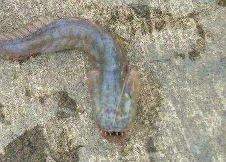 狼牙鰕虎鱼属