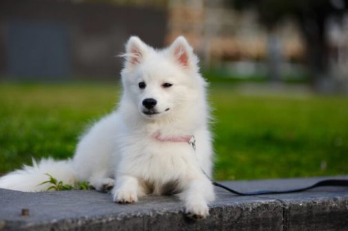 银狐犬（原产于日本的独立犬种）_百度百科