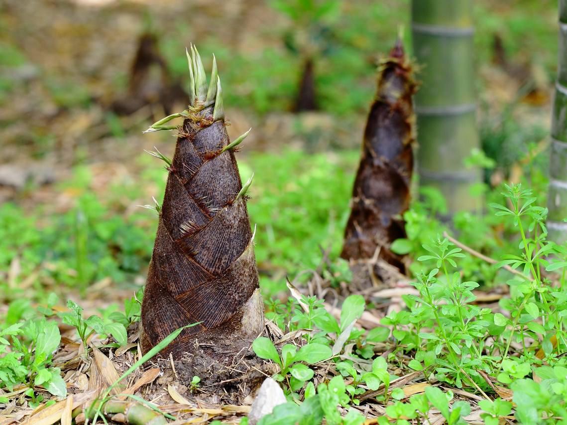  p>西溪竹笋容易种植,适应性广,山坡地,地下水位低的平地,沿河两岸均
