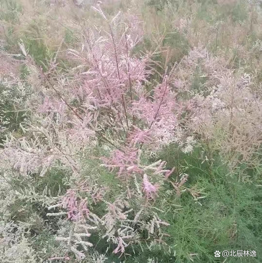 红柳，本名柽柳，是家园的守护者_百科TA说