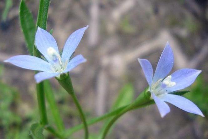  p>蓝花参属(学名:wahlenbergia schrad.