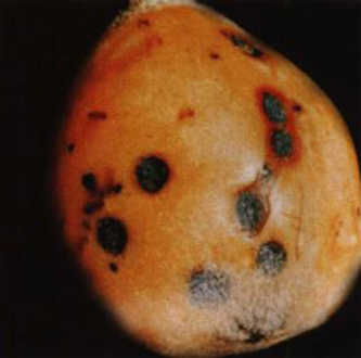 枇杷胡麻色斑点病