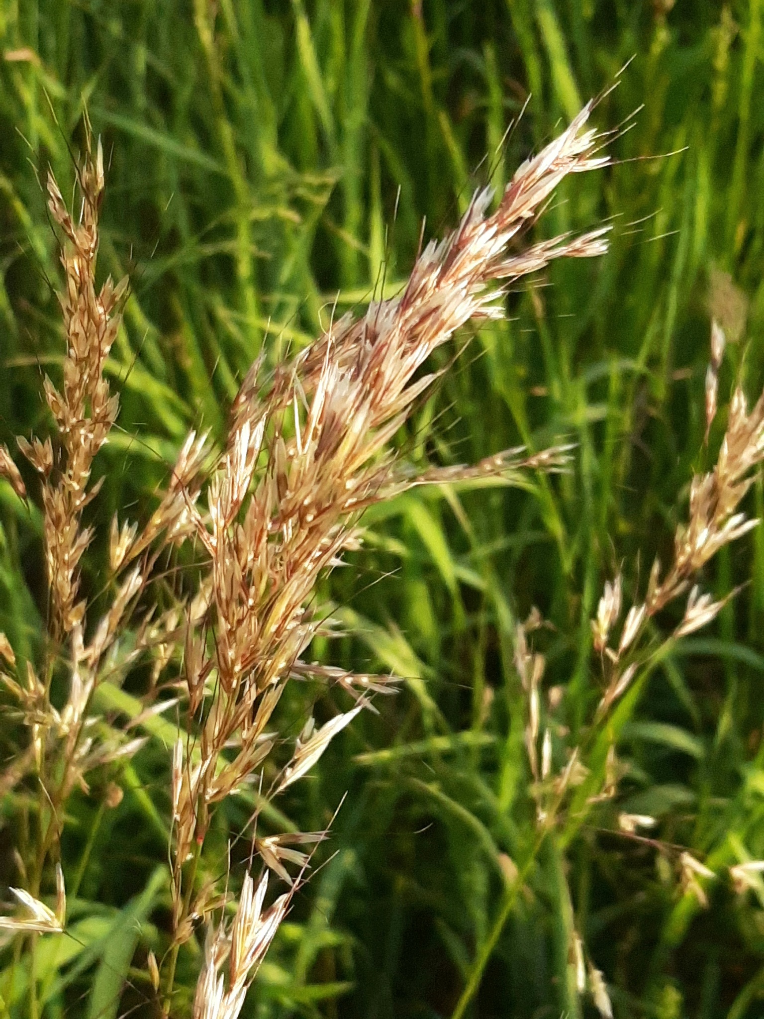 西伯利亚三毛草