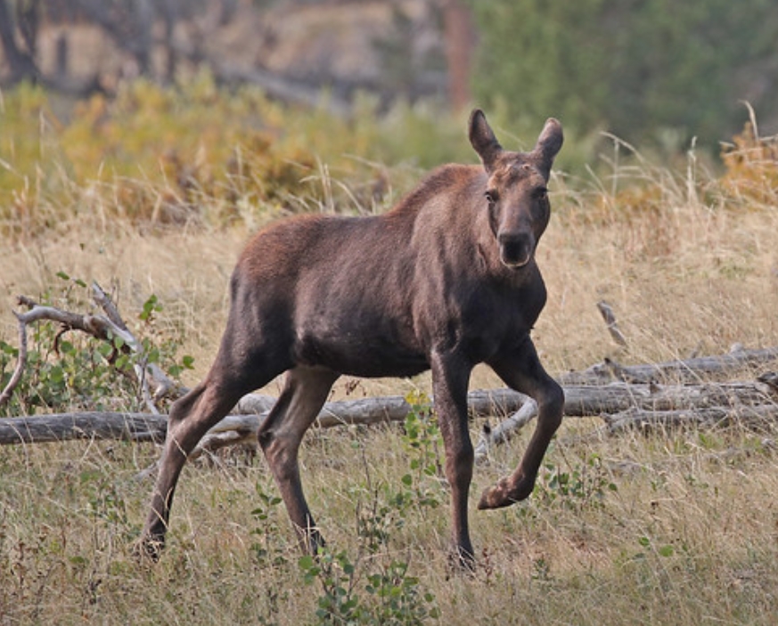  i>alces alces shirasi /i>):是鹿科,驼鹿属动物驼鹿的亚种