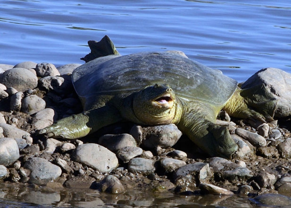  p>幼发拉底鳖(学名: i>rafetus euphraticus /i>):是鳖科,斑鳖属一种