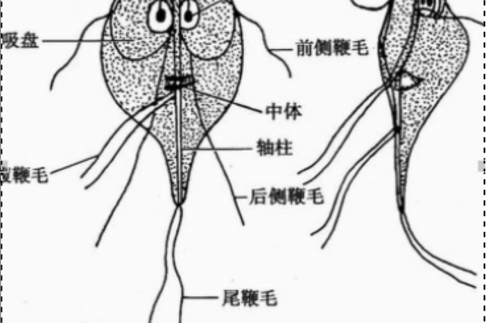 是多鞭毛虫类形成身体中轴的棒状构造,电镜检查呈多数微细小管集合体.