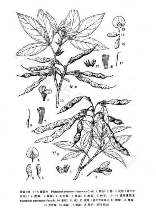 黄花木（豆科黄花木属植物）_百度百科