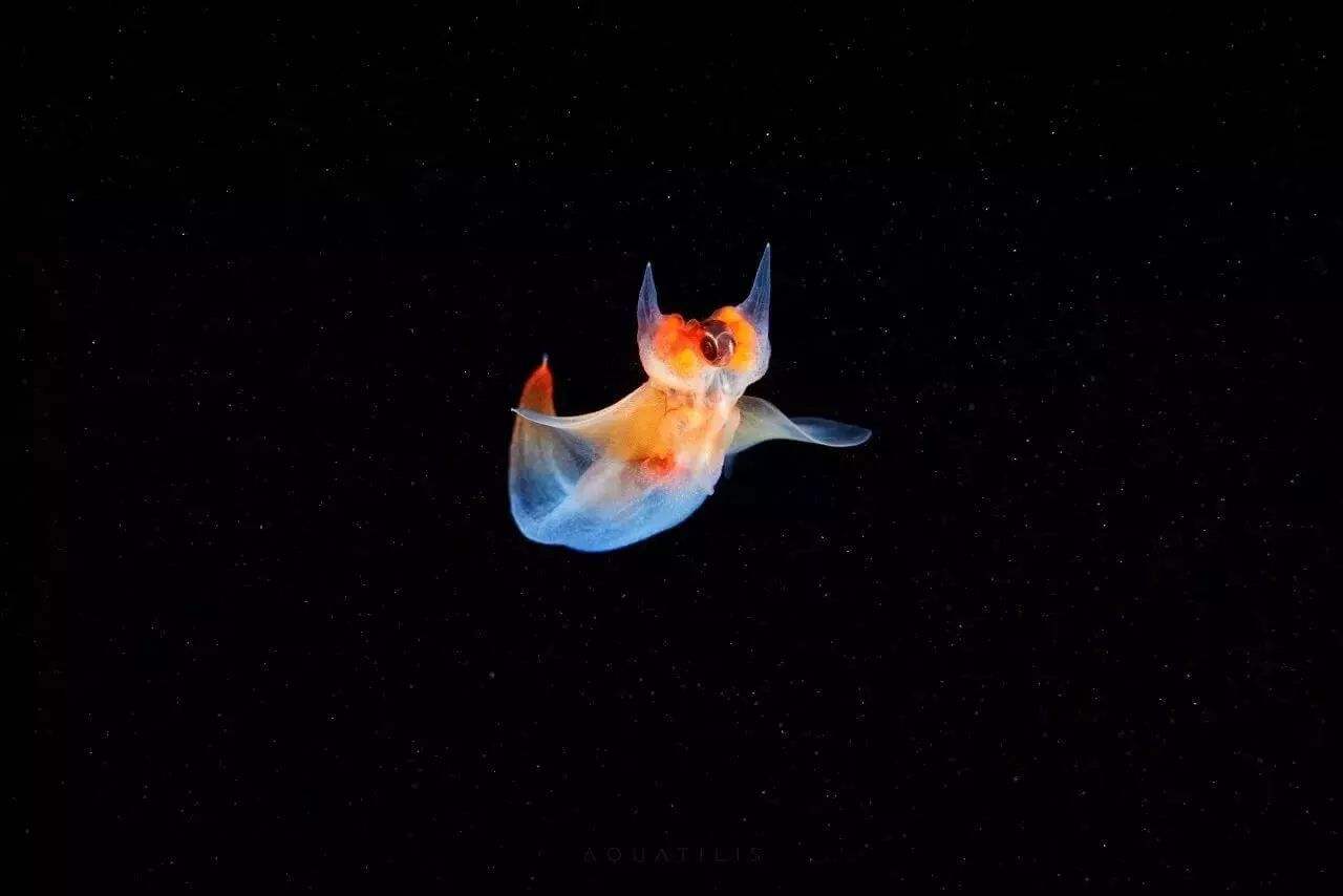 海洋居然有天使？没有听错，看看来自极地的“冰海天使”裸海蝶_百科TA说