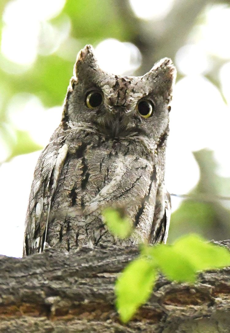 eurasian scops-owl