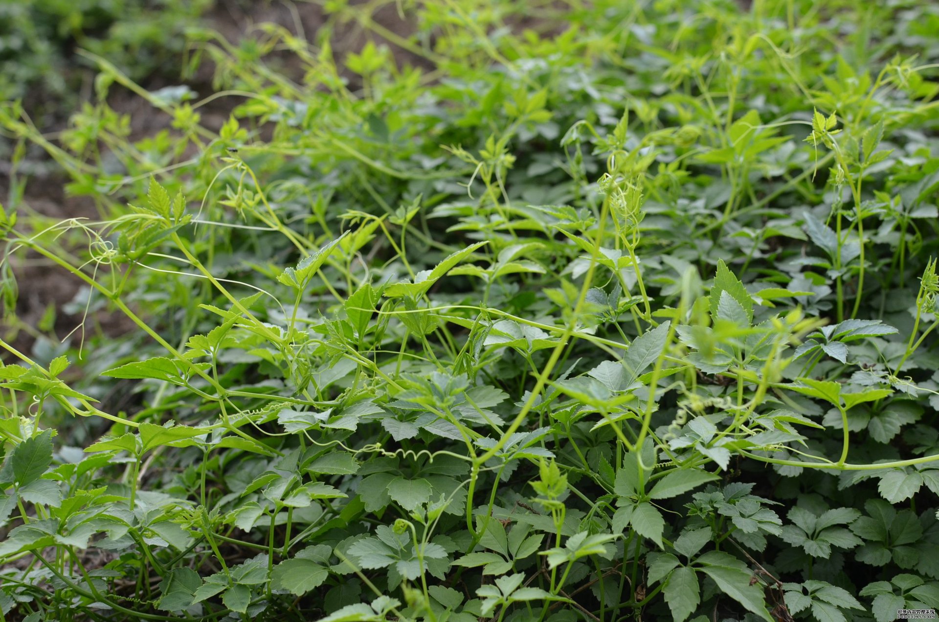 绞股蓝(原变种)