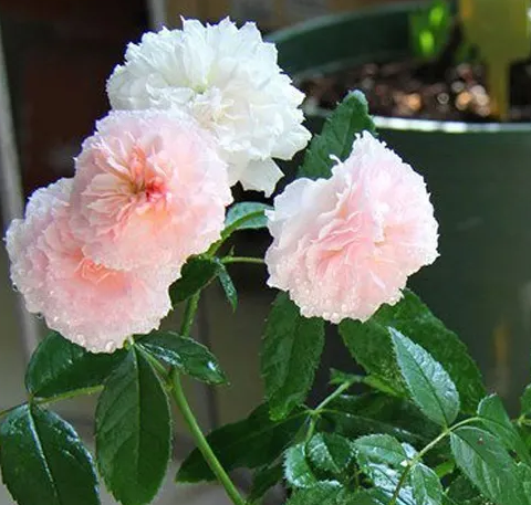 月季花见小路