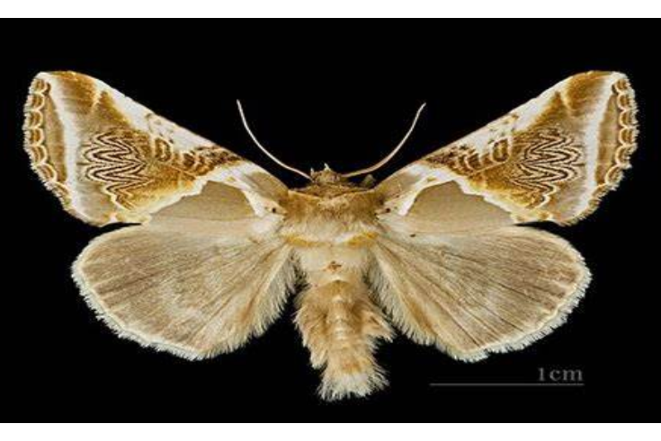 i>(werny,1966), a target="_blank" href="/item/波纹蛾科/8602551"