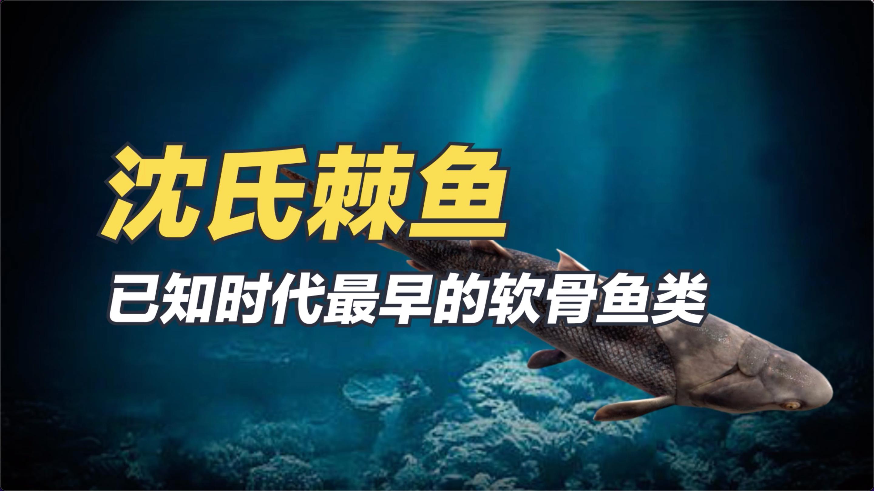 中科院发现新物种:和著名作家沈从文有关的古鱼,你知道吗?