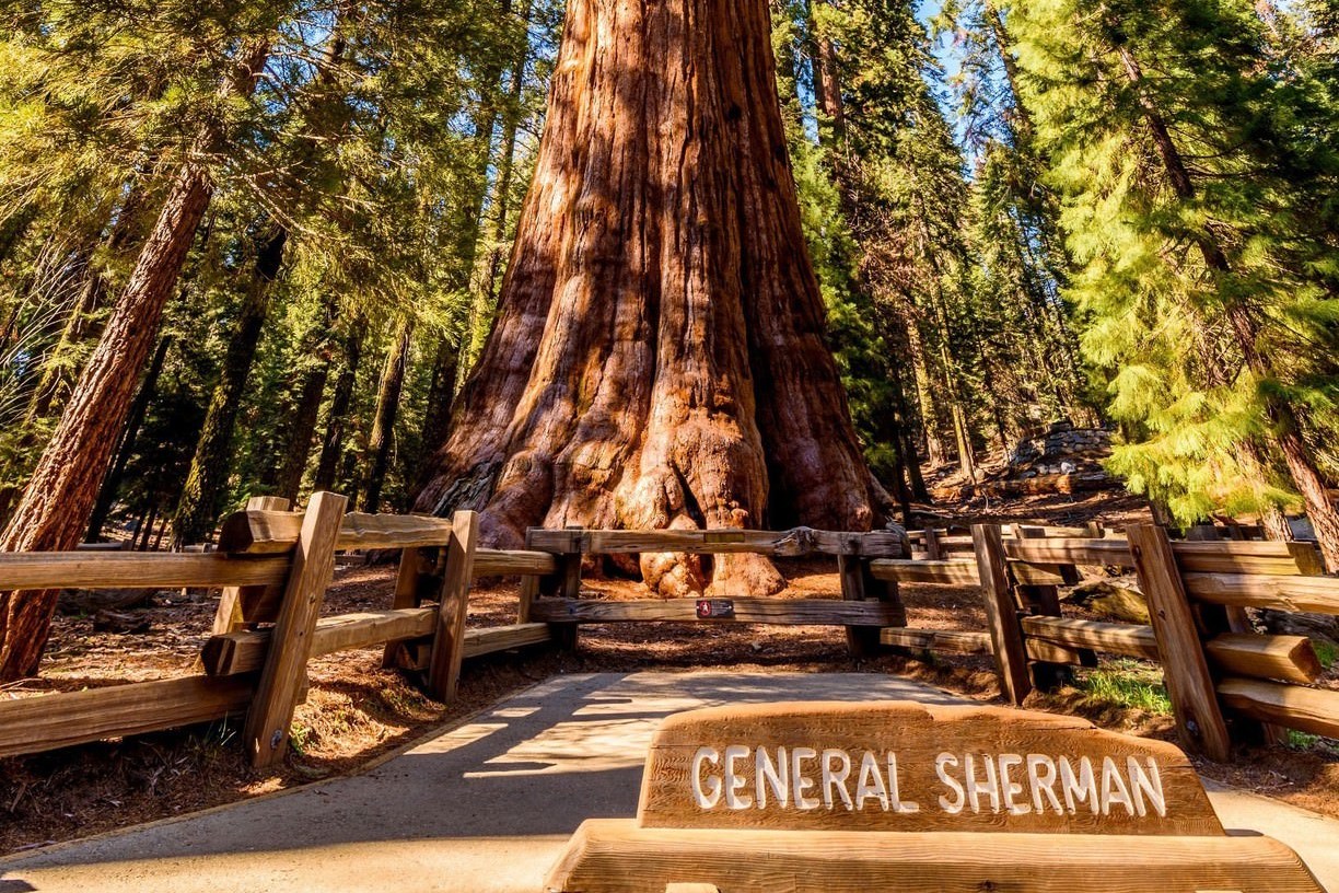  p>雪曼将军树(general sherman tree)是世界上最大的树,通常也被认为