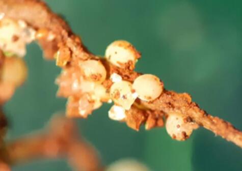 菜用大豆孢囊线虫病