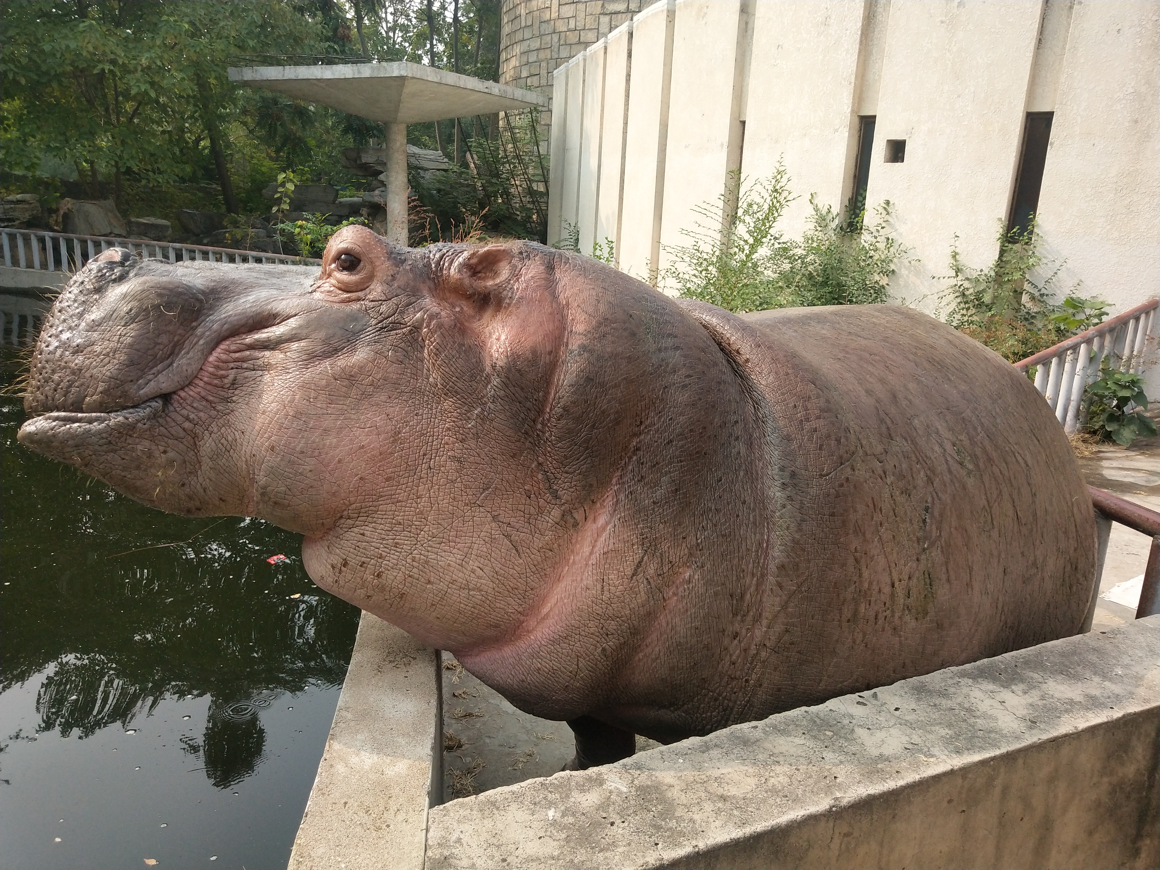  p>河马科 hippopotamidae偶蹄目的 1科.共有2属2种.