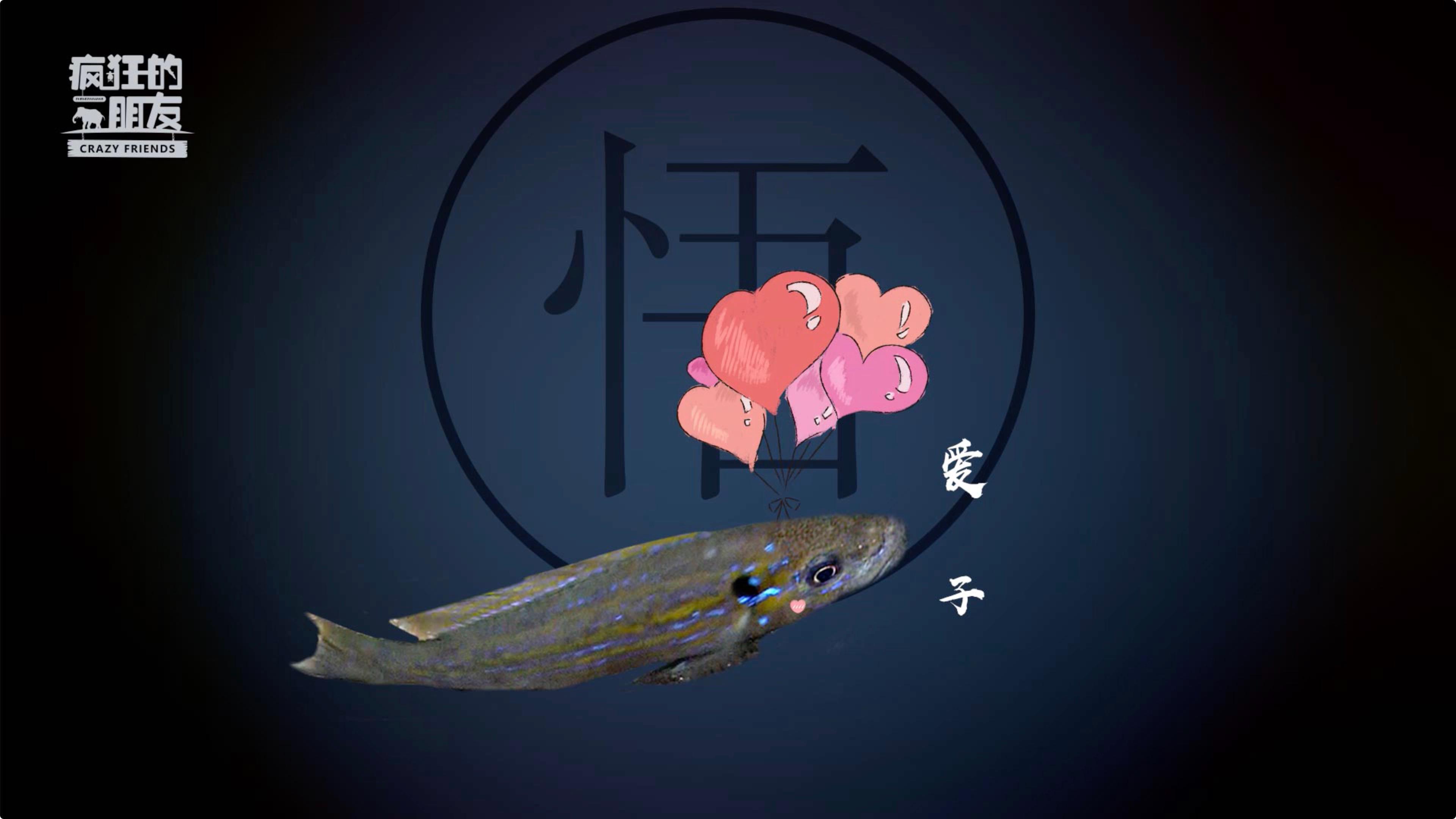 慈鲷新手爸妈——爱子