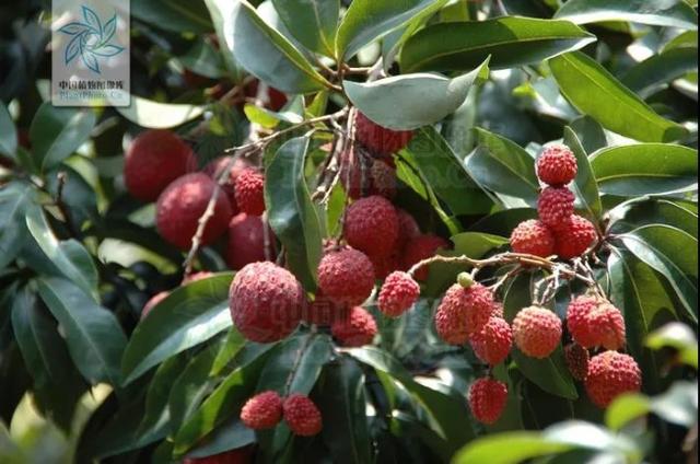 毛荔枝？山荔枝？荔枝：“人红是非多。”_百科TA说