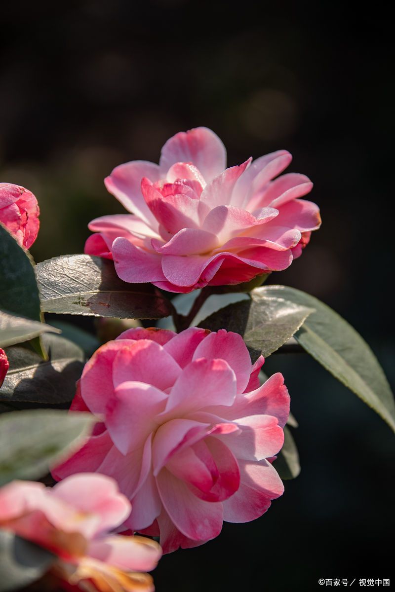 茶花开始冒花苞 养护 因地而异 不烂根不黄叶 百科ta说