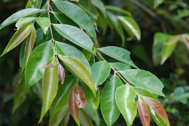  p>华夏子楝树(学名: i>decaspermum esquirolii /i> (levl.