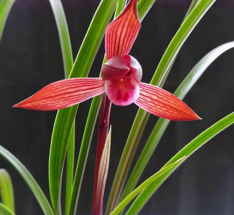 春兰“醉红素”，红杆红花，花香醇正，是兰友们梦寐以求的铭品_百科TA说