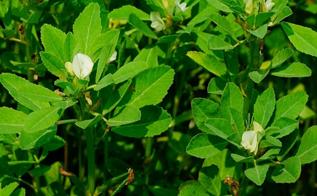 胡卢巴（豆科胡卢巴属植物）_百度百科