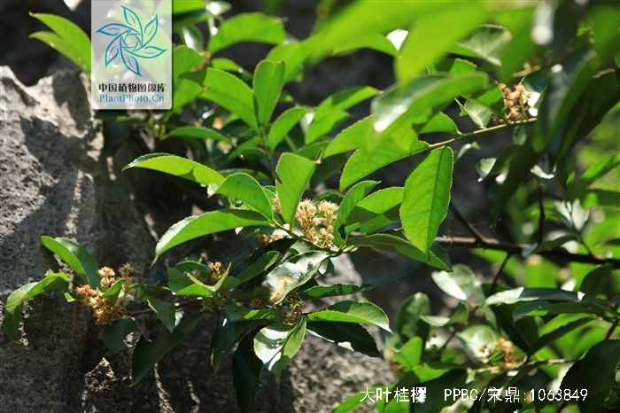 是蔷薇科桂樱属植物,常绿乔木,高10-25米;小枝灰褐色至黑褐色,具