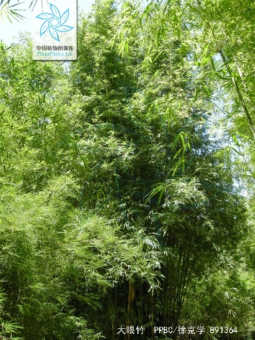  p>大眼竹( a href="#" data-lemmaid="8074290">学名 /a>:bambusa eu