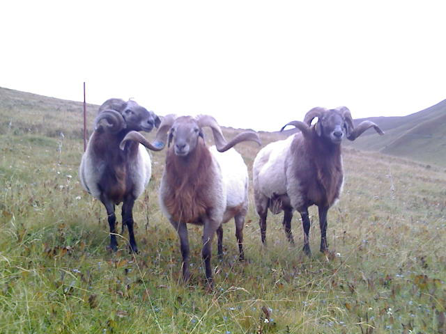  p>苏呼欧拉羊,青海省黄南藏族自治州 a target="_blank" href="/item