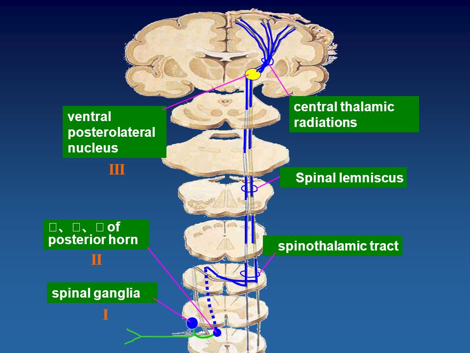  p>腹后核是接受 a target="_blank" href="/item/内侧丘系/3338726"