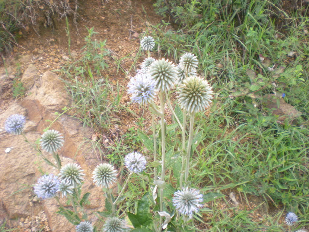  p>蓝刺头(学名: i>echinops sphaerocephalus /i> l.