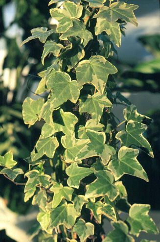  p>常春藤(拉丁学名: i>hedera nepalensis  /i>var.
