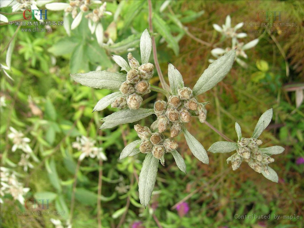  p>艾叶火绒草( a target="_blank" href="/item/学名/8074290" data