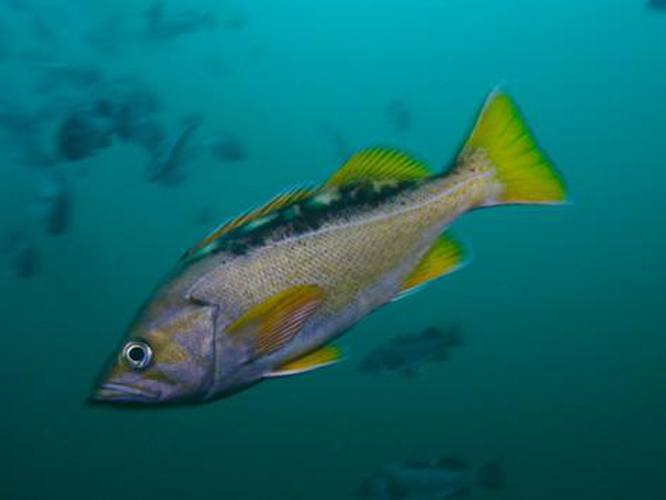 黄尾平鲉