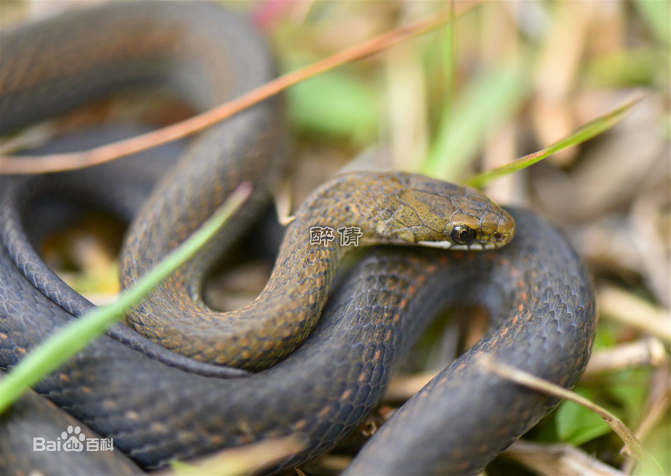  p> b>无颞鳞腹链蛇 /b>( a target="_blank" href="/item/学名