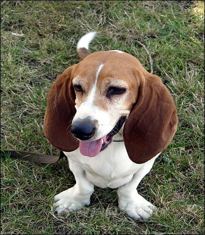 阿提桑诺曼底短腿犬